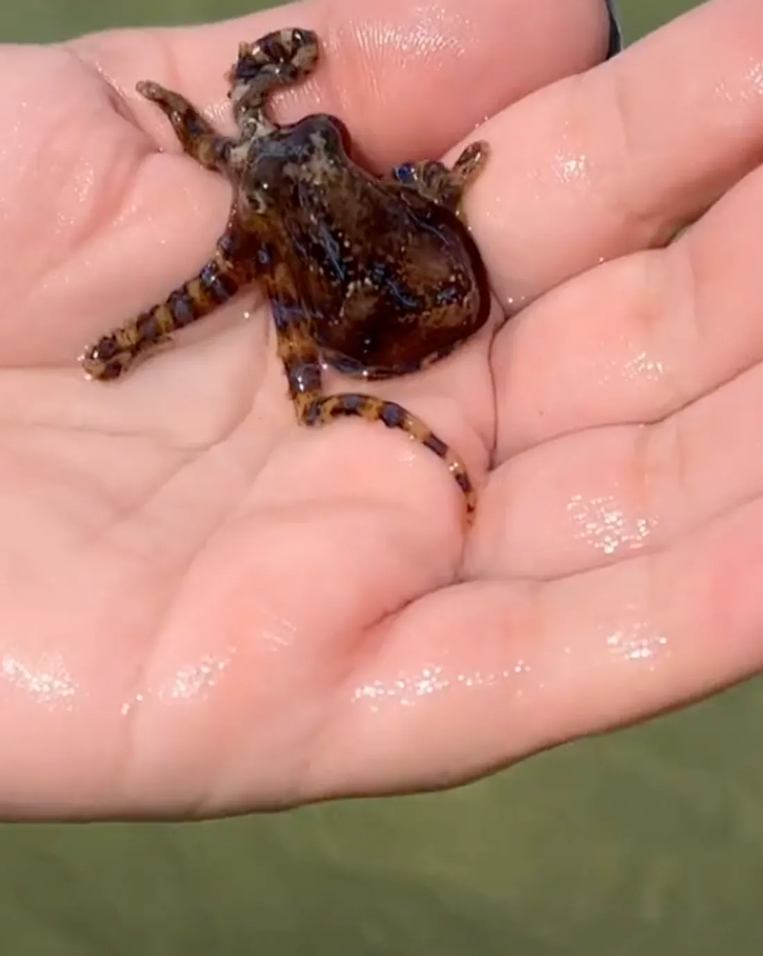 Elle se filme avec une pieuvre dans les mains